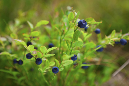 野生蓝莓