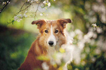 边境牧羊犬狗画像在春天