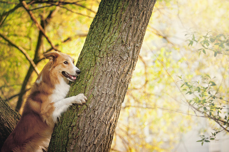 快乐的狗边境牧羊犬在树