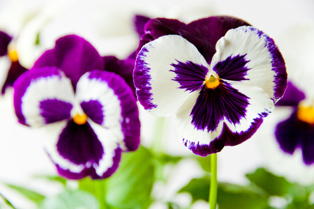 白色紫色三色堇花的特写镜头.选择性焦点长沙照片