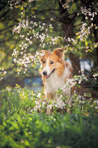 边境牧羊犬狗画像在春天