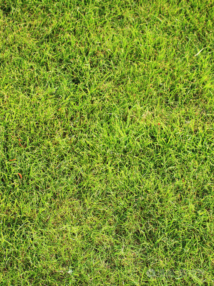 美丽的绿色草坪完全切断背景照片-正版商用图片1btoz8-摄图新视界