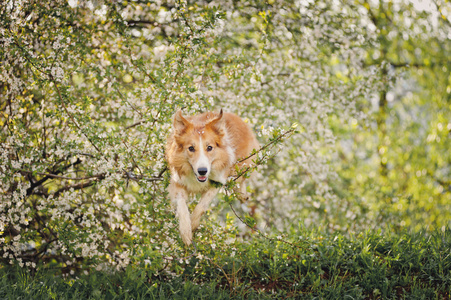 在春天跳跃的边境牧羊犬