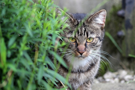 国内的猫