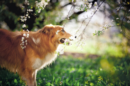 边境牧羊犬狗画像在春天