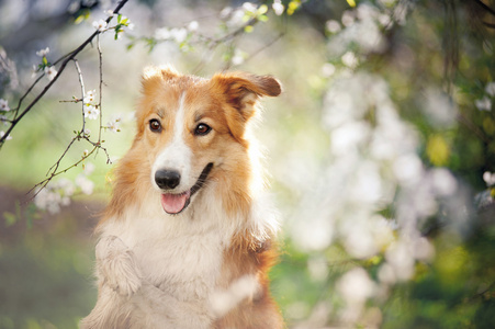 边境牧羊犬狗画像在春天