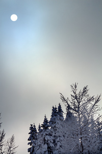 太阳雾雪覆盖在 snoqualme 传递常青的树木抽象