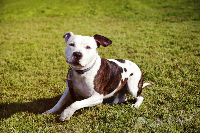 pitbull狗坐在草坪上
