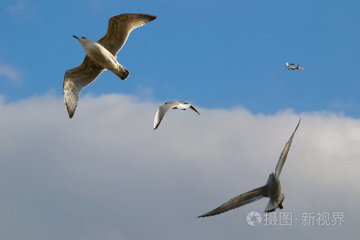 鸟和飞机上天空