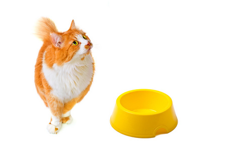 饿了橙色猫与黄色碗看起来