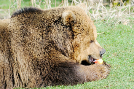 棕色的熊吃苹果