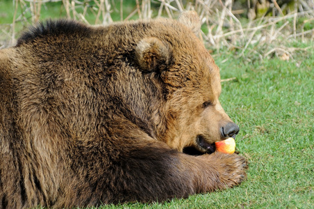 棕色的熊饲喂苹果