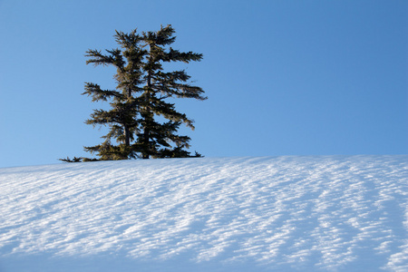 树和雪