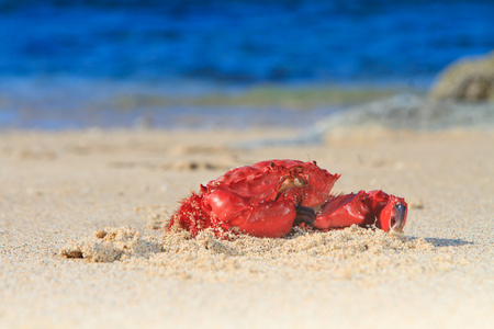 在沙滩上的红蟹