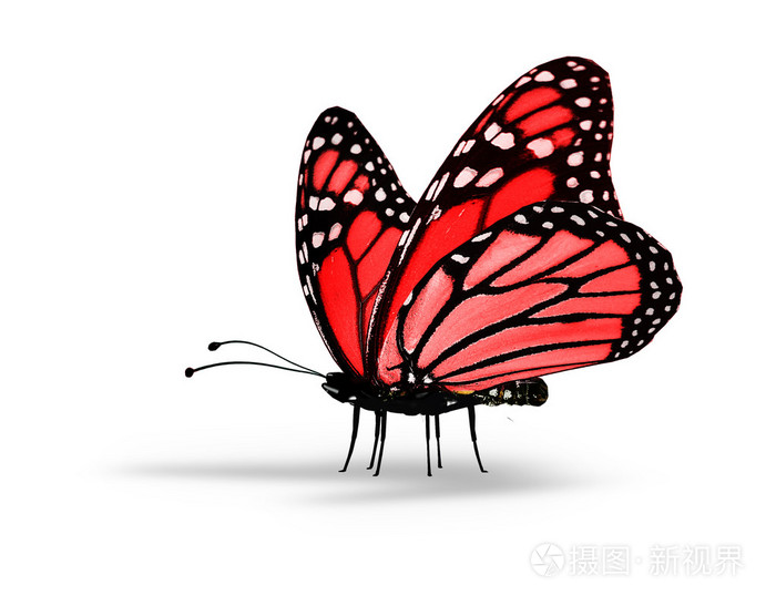 在白色背景上的红色蝴蝶