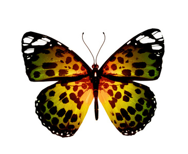 彩色蝴蝶，在白色背景上孤立