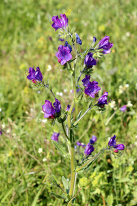 echium plantagineum，俗称紫毒蛇的苣或百德新街的诅咒