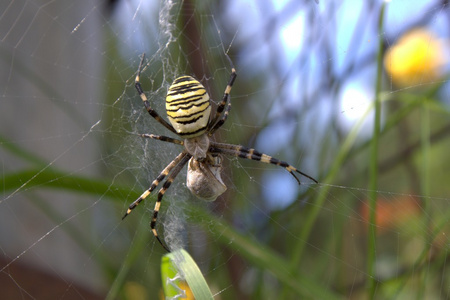 黄色黑蜘蛛在她蛛网argiope bruennichi照片