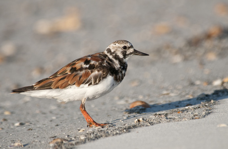 红润 turnstone