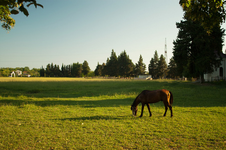 草地上的马