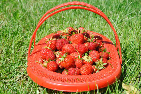 拉杆箱的绿色草地上的草莓