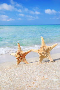 假日概念   两个海星星走上沙滩反对 wa