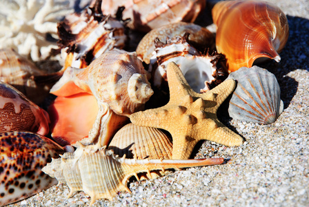 贝壳和金砂背景上 starfishes