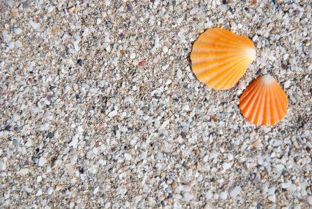 在海滩上的橙色贝壳砂背景