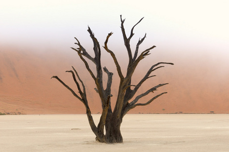 树的骨骼 deadvlei 纳米比亚