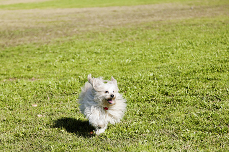 运行在公园里的玩具贵宾犬