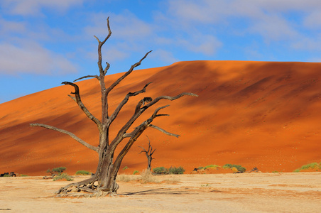 棵孤独的树骨架，deadvlei 纳米比亚