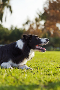 在公园草坪上的边境牧羊犬