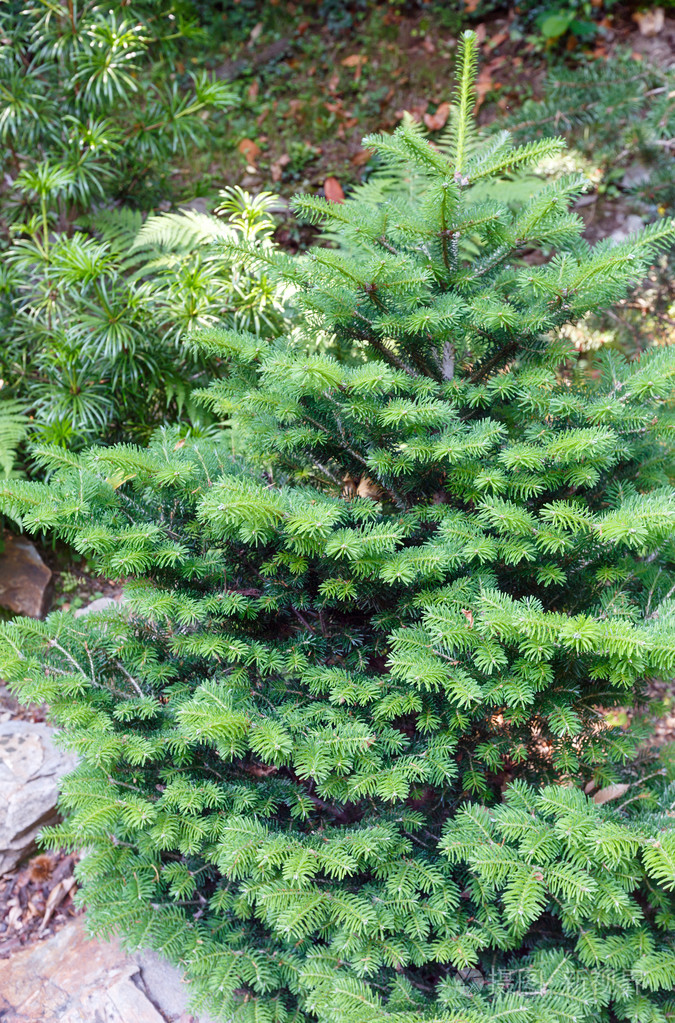 小蓬松绿色杉木树