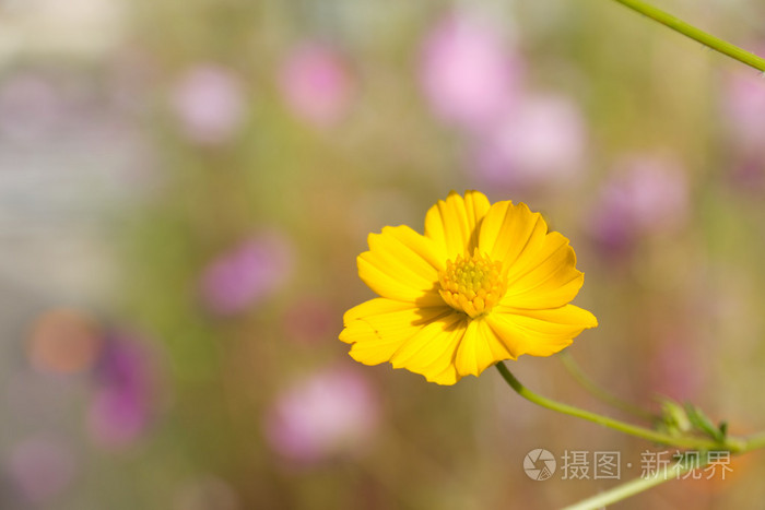 黄波斯菊花卉