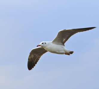 在天空中飞翔的海鸥鸟照片