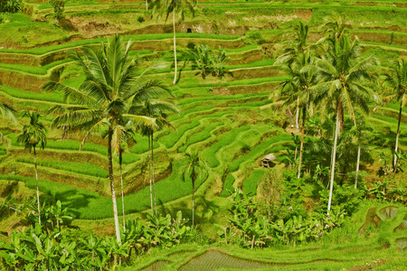 在巴厘岛的水稻梯田。绿色的田野农业的乌布