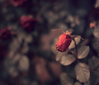 玫瑰花枯萎伤感图片