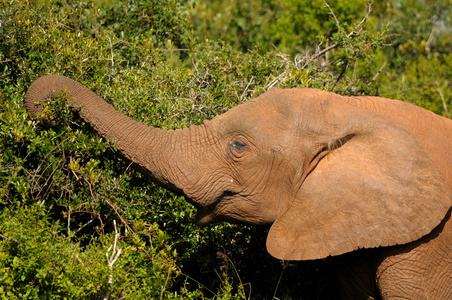 大象，阿多大象国家公园南非