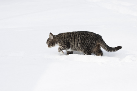 在雪中的年轻猫