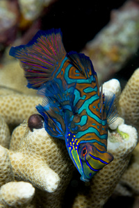 在菲律宾的硬珊瑚背景上桂鱼