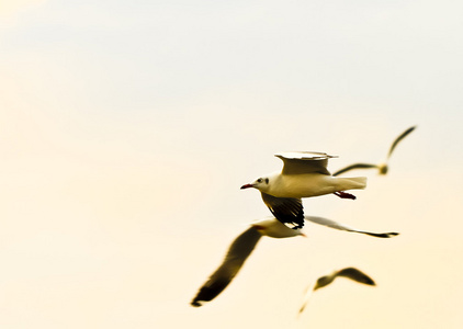 在天空中飞翔的海鸥鸟