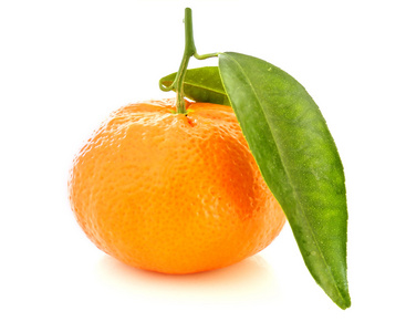 鲜橙色普通话与枫叶在白色背景上