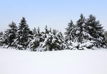 雪灾后的冬天风景