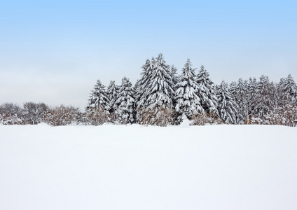 雪灾后冷静冬季森林