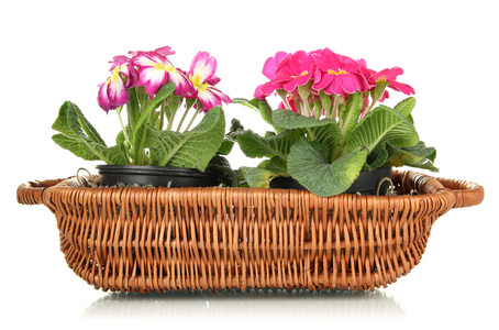 美丽粉红色报春花属植物在篮子里上白色, 隔离