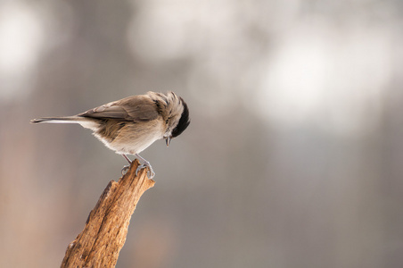 假单胞菌poecile 沼泽红假单胞菌照片