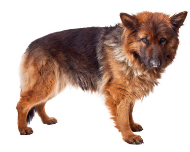 长毛西德犬吧图片