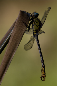 一侧的野生黄黑蜻蜓溪水 imperator