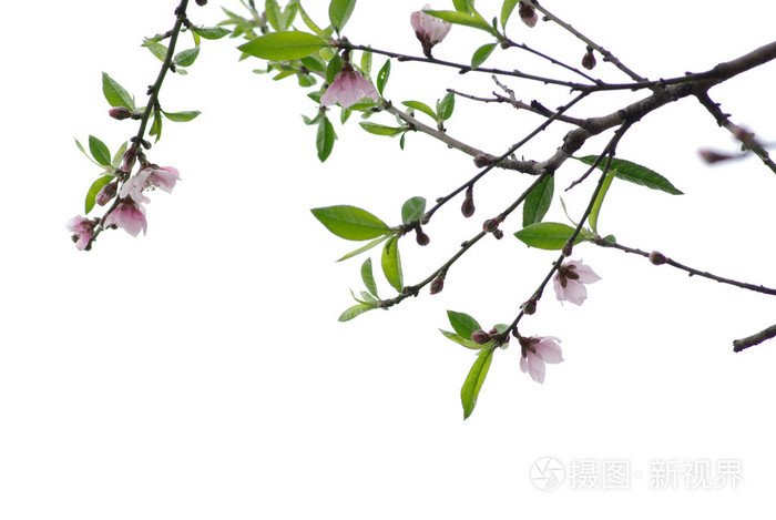 3872*2592px无水印下载免费10次/天下载小样发票合同问题/举报叶子花