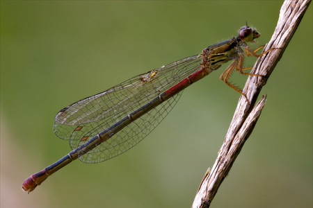 在布什的花朵上 coenagrion puella